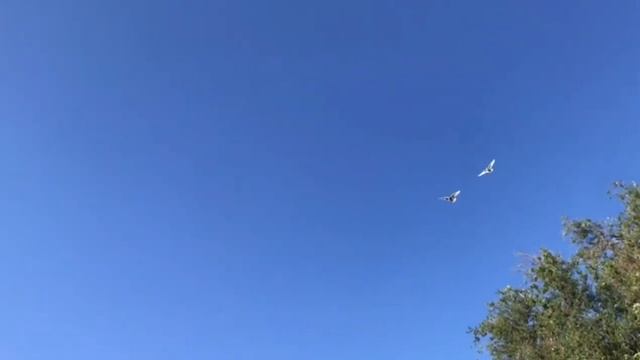 Таклачата на этапе стука и небольшой протяжки. Такла жаттығуы өтуде. #такла смотреть онлайн