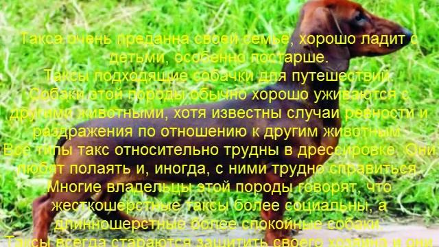 такса описание породы содержание и уход