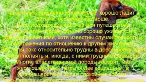 такса описание породы содержание и уход