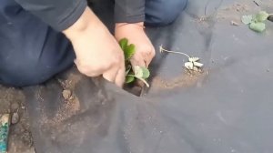 Посадка клубники осенью на агроволокно