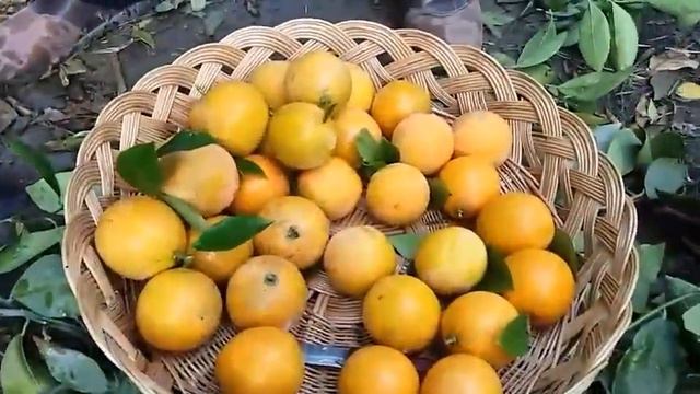 Кизил  апельсин хосилини  йигиштириш жариёнидан Ведио лавхалар🍊🍊🍋
