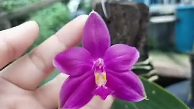 Phalaenopsis Sogo Kaiulani x Yaphon Red Pearl смотреть онлайн