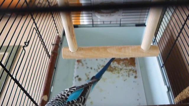 Кеша разговаривает смотреть онлайн