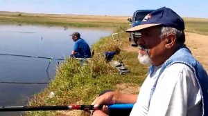 Очень хитрый карась на пруду у села Куянтаево в Башкирии