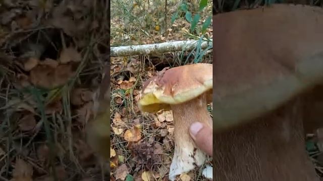 белый гриб смотреть онлайн