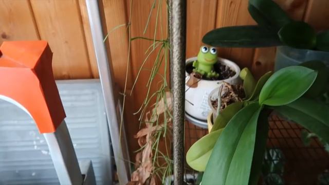 Новости с подоконника СЕНТЯБРЬ 2018 смотреть онлайн