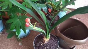 Пересадка Кливии.Самый неприхотливый цветок.