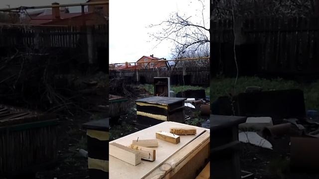 пчелопакеты, начало