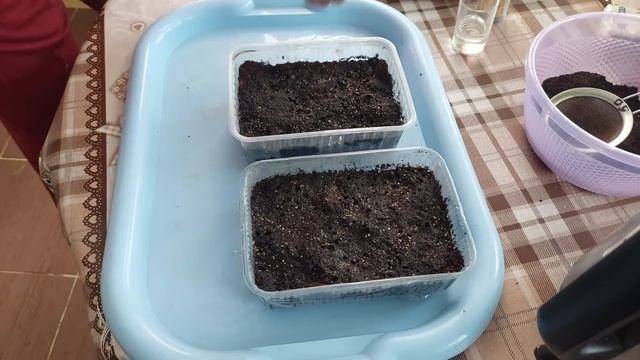 Дельфиниумы. Лучший способ посева семян и секреты выращивания. смотреть онлайн