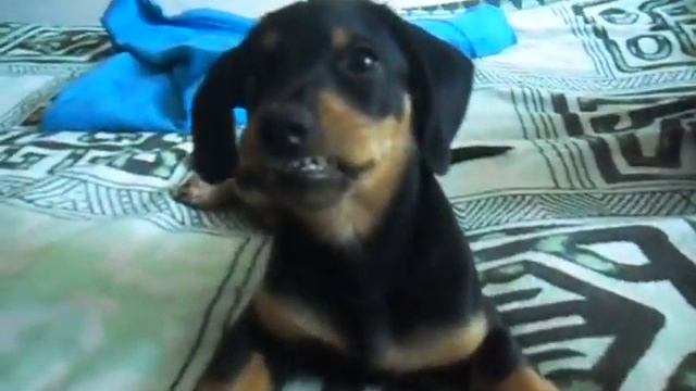 Улыбочка Таксы. смотреть онлайн