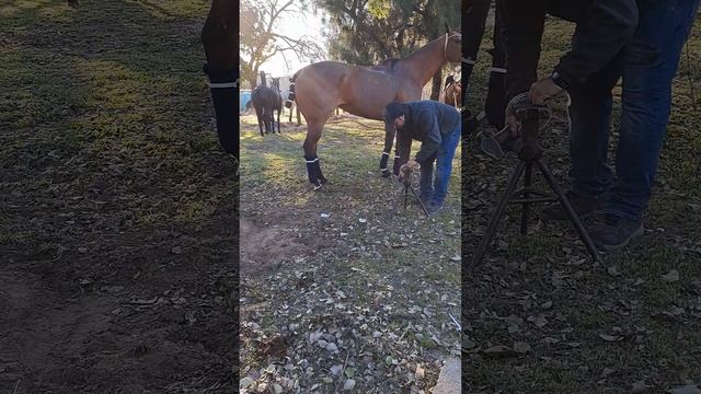 в самом центре БА. стадион для поло смотреть онлайн