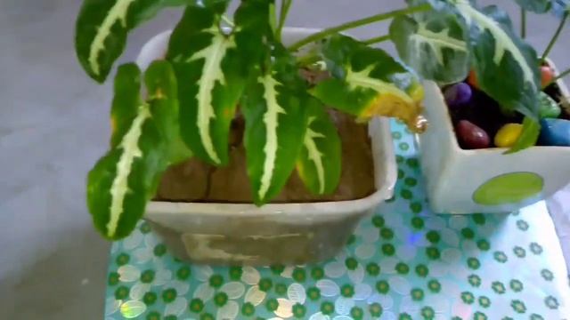 SYNGONIUM WENDLANDII.......