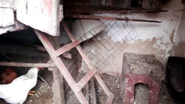 Почему Куры не несутся. Причины. У нас дожди. смотреть онлайн