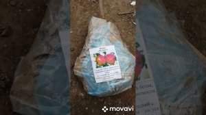 Саженцы. Яблоня Белый Налив. Яблоня Мельба. Яблоня Подарок Садоводам. Феникс Алтайский. Мулатка .