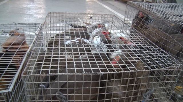 Птичий рынок Краснодара [06.12.2020] - Часть 2. Животные. смотреть онлайн