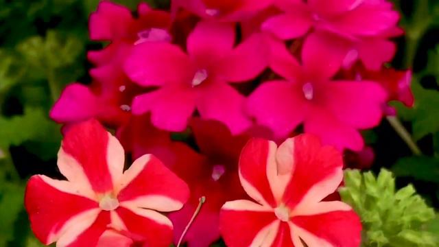 How the flowers bloom again. Verbena Hybrida смотреть онлайн