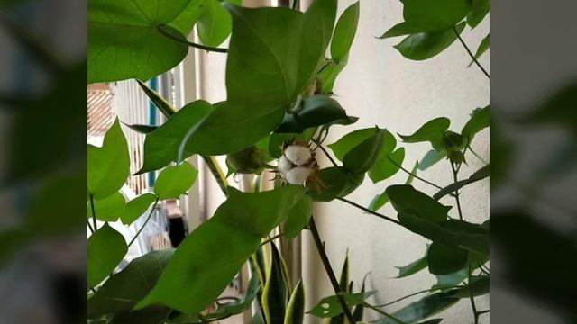 小棉花树的成长。Growing Of Cotton Plant-Gossypium.
