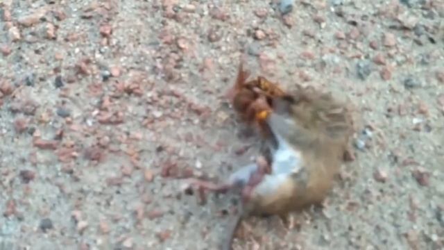 ШЕРШЕНЬ ПРОТИВ МЫШИ / HORNET VS MOUSE - БИТВА ЗА ЖИЗНЬ... смотреть онлайн