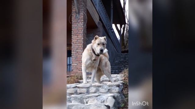 Qartuli Nagazi