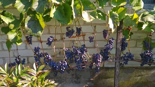 Виноград Альфа на двухуровневой шпалере и арке урожай 2021 пристенная формировка виноград для вина смотреть онлайн