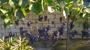 Виноград Альфа на двухуровневой шпалере и арке урожай 2021 пристенная формировка виноград для вина