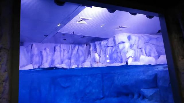 Aqvarium Florya Istanbul penguins swimming смотреть онлайн