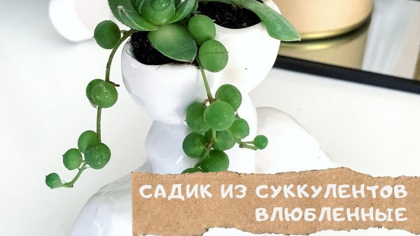 Садик из суккулентов в кашпо Влюбленные | Подарок своими руками | Succulent Arrangement Lovers