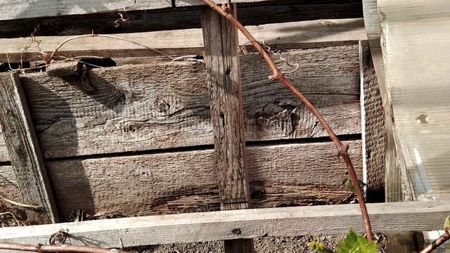 Подвязка винограда. смотреть онлайн