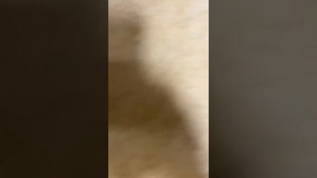 Belanko portable blender смотреть онлайн