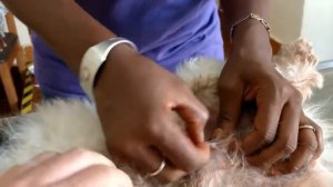 Remove mango worms from dog - Remove mango worms from dog skin Удалите манговых червей с кожи собак