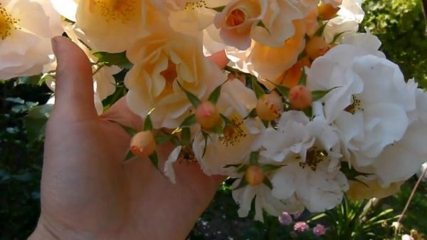 Цветение розы Па Де Де (Pas de Deux)