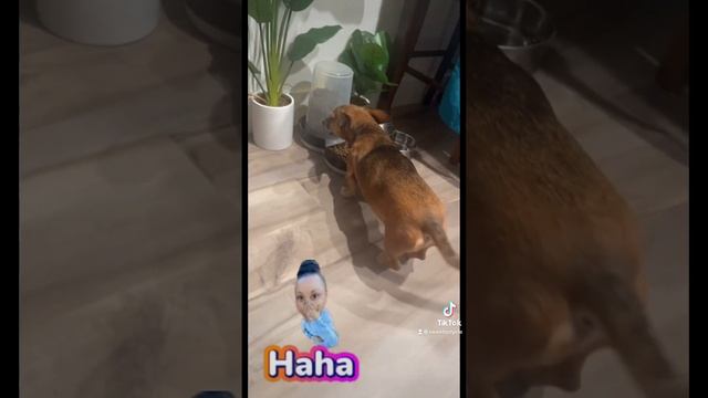 My Greedy Zephaniah ? Don’t Mess with his food ? #dogs #dogsofyoutube смотреть онлайн