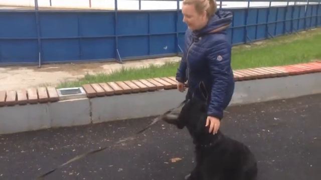 Тренировка щенка ризеншнауцера Кураж Светланы Улон, 8 месяцев смотреть онлайн