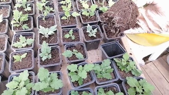 Хризантема круглый сезон. Зачем размножать/покупать черенок/ на зиму? Выращивание черенка на продаж смотреть онлайн