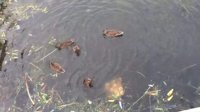 Утки в пруду смотреть онлайн