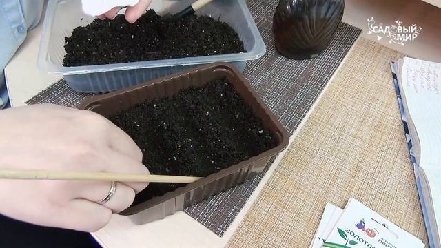 Скученность рассады - привет болезням! Болезни листьев рассады томатов: оэдема смотреть онлайн