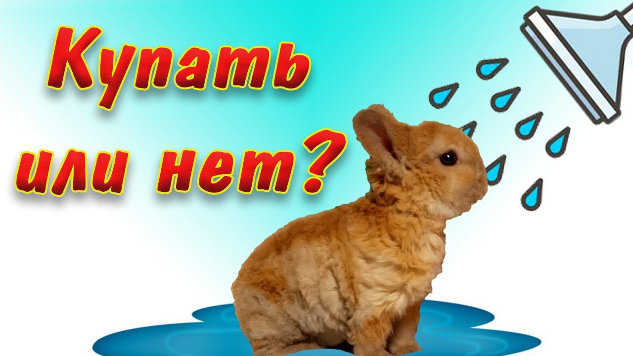 Можно ли купать декоративных кроликов дома? смотреть онлайн