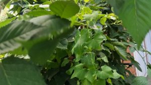 Ежевика Блэк Джем и Прайм Арк Фридом, сравнение, 10.08.24