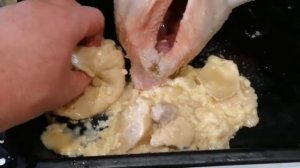 Желточный перитонит у кур.