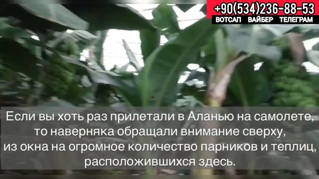 БИЗНЕС в Турции БАНАНовые плантации в Алании, Условие выращивание бананов, купить банан дешево смотреть онлайн