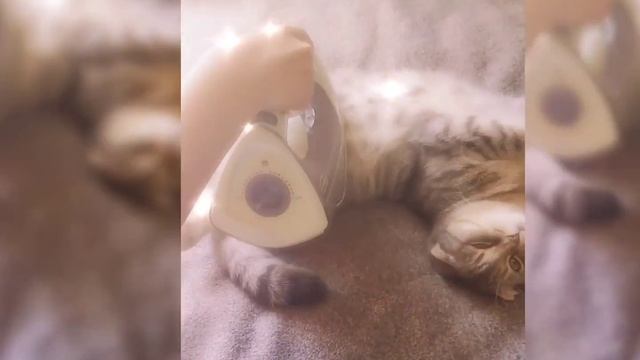 Погладил кошку утюгом смотреть онлайн