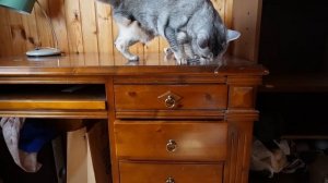 ПРЯТКИ В НАШЕМ ДОМЕ С КОТАМИ И СОБАКОЙ