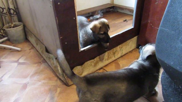 Щенки ВЕО 53 дня (др 30мая2015) игра и охрана