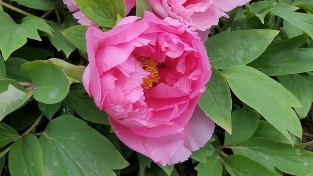 ?Цветёт ПИОН ДРЕВОВИДНЫЙ? смотреть онлайн