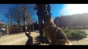 Как научить собаку команде стоять.Команда Стоять.Дрессировка щенка.Обучение команде стоять.