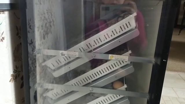 Инкубация яиц птицы без хлопот смотреть онлайн