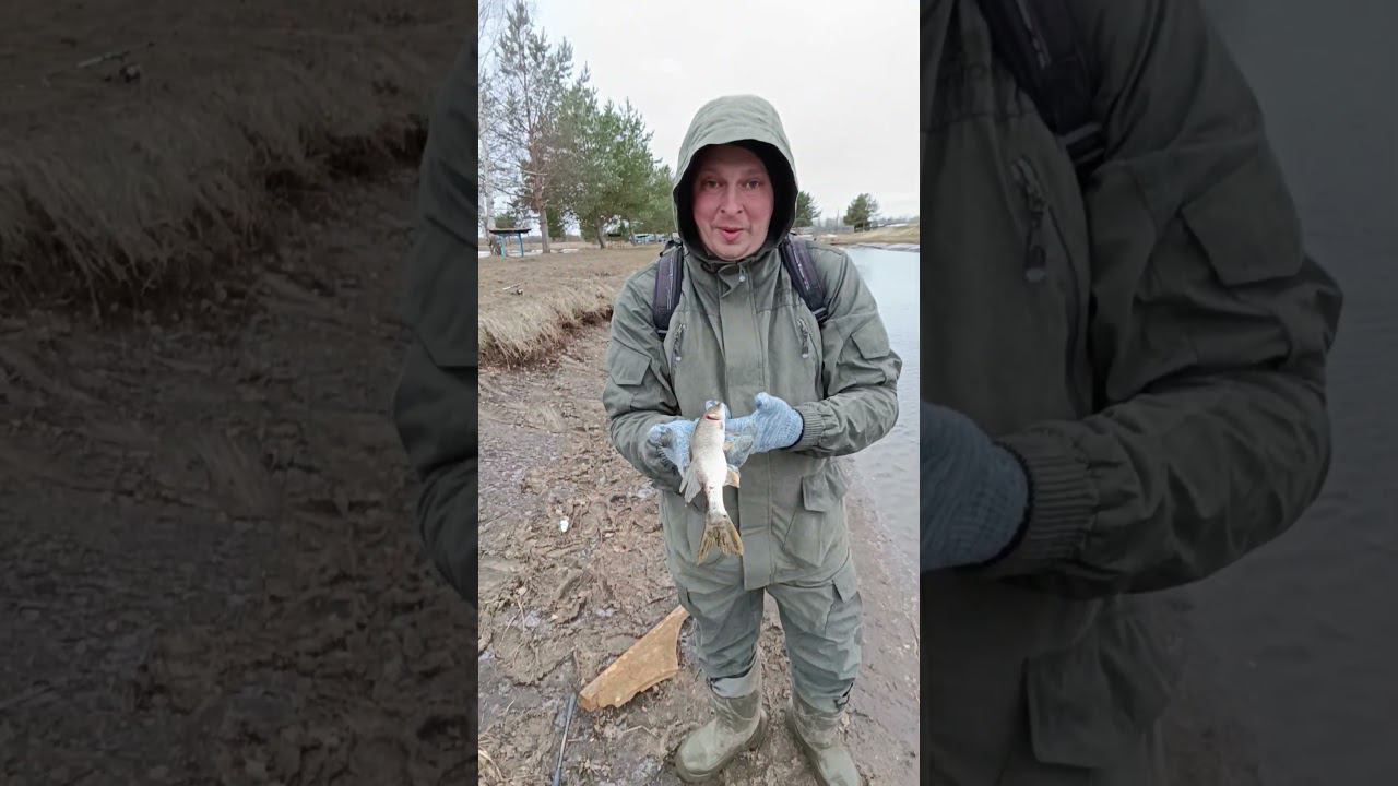 Рыбалка на платном водоеме. #рыбалка #shortvideo #fishing #fishingvideo смотреть онлайн