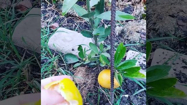 Как выращивать мандарин а Краснодаре смотреть онлайн