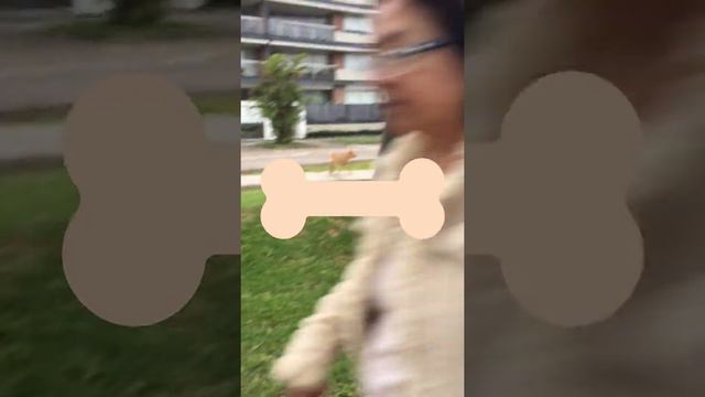 JANICE RUTINA SHARPEI 2017 смотреть онлайн