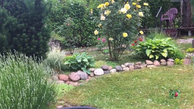 Роза Голден Шауэрс 2020. Загородная жизнь. смотреть онлайн